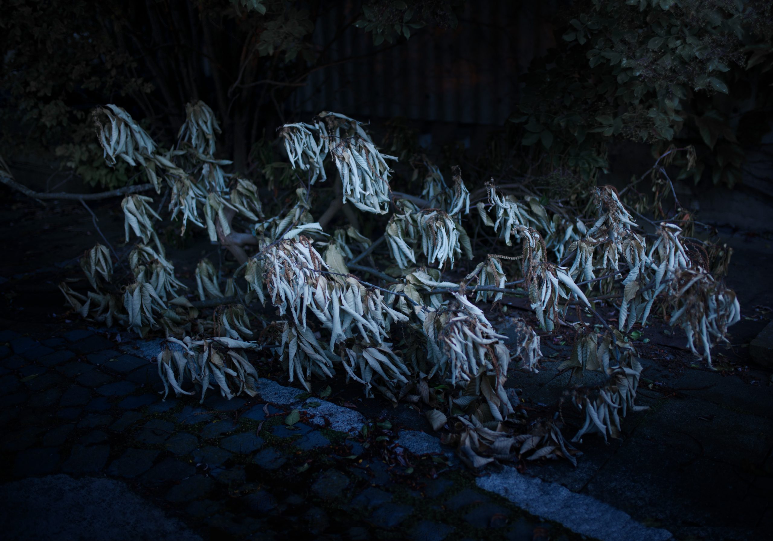 Wege 2, 2023, Das Verschwinden von Lebensspuren Anna Ullrich, Das Copyright © 2023 des Bildes liegt bei Anna Ullrich. Alle Rechte vorbehalten.